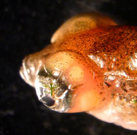 Metacercariae behind eyes of threespine stickleback.