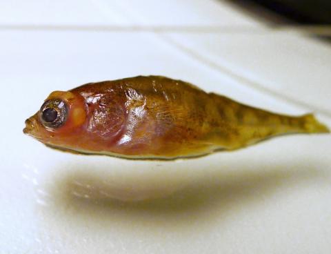 Stickleback with eyes grossly distended due to metacercariae.