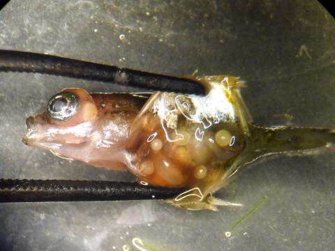 Metacercariae in body cavity of stickleback.