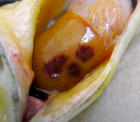 Fish liver showing dark red lesions due to C. shasta infection.