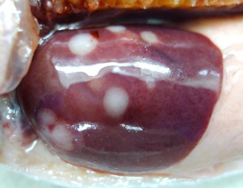 Fish liver showing pale lesions due to C. shasta infection.
