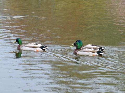 Male mallard ducks