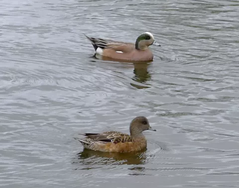 Male and female American wigeons