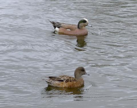 Male and female American wigeons