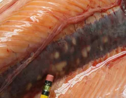 Fish kidney showing white lesions caused by renibacterium.