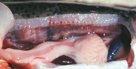 Fish kidney showing white lesions caused by renibacterium.