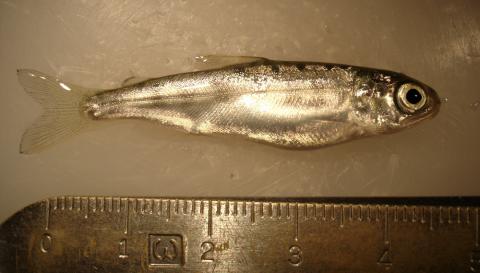 Healthy juvenile rainbow trout.