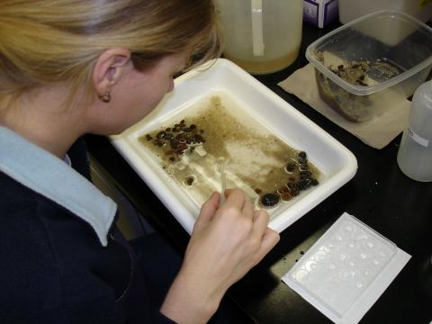 Picking Tubifex worms from sediment by hand.