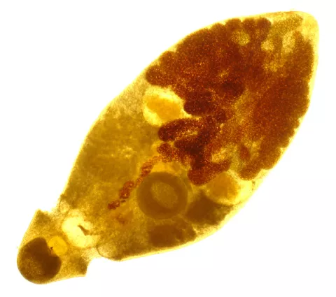 Adult trematode filled with eggs.