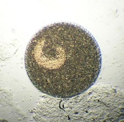 Single whitespot parasite.