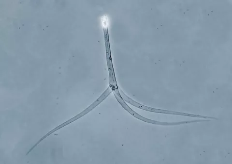 Typical triactinomyxon-type actinospore.