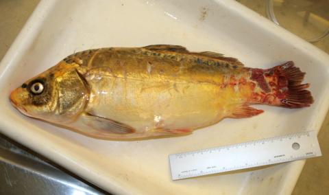 Large carp with lesion on tail.
