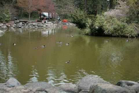 Upper Duck pond, Lithia Park, Ashland