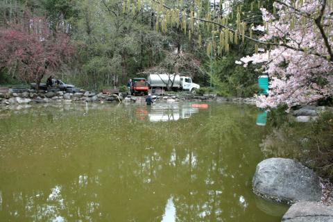 Upper Duck pond in Lithia Park, Ashland, during cleanout in 2008.