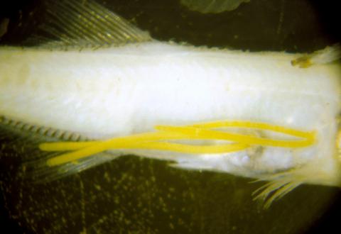 Yellow egg sacs of anchor worms.