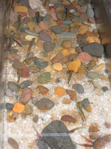 Rainbow trout fry in recirculating tank.