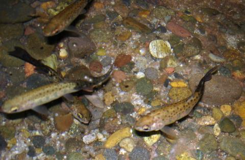 Rainbow trout infected with M. cerebralis.