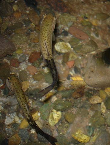 Rainbow trout infected with M. cerebralis.