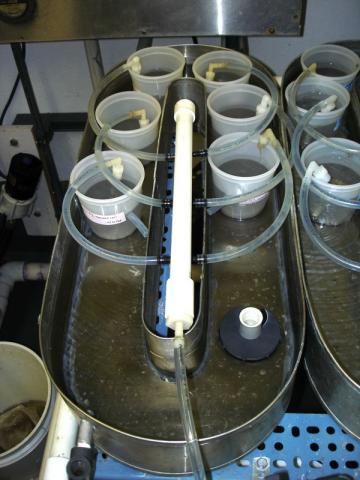 Flow-through system for cups which contain Tubifex worms.