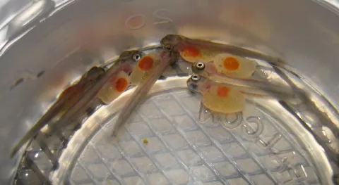 Very young rainbow trout fry.