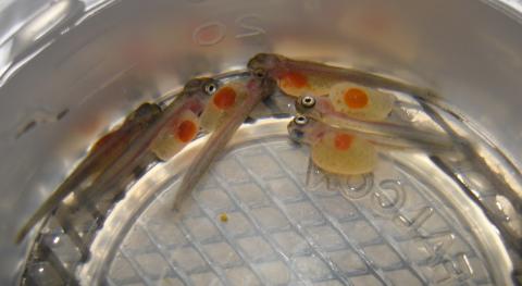 Very young rainbow trout fry.