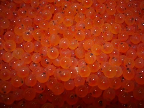 Rainbow trout 'eyed' eggs.