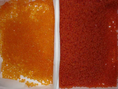 Rainbow trout 'eyed' eggs.