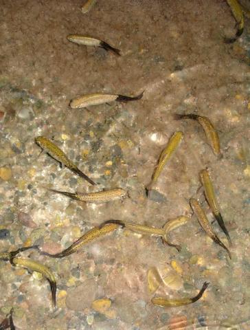 Rainbow trout infected with M. cerebralis, showing characteristic black tail.