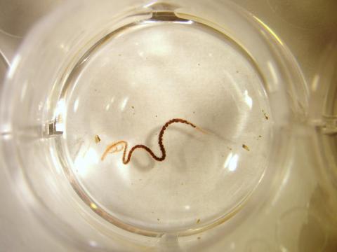 Tubifex worm in cell-well plate.