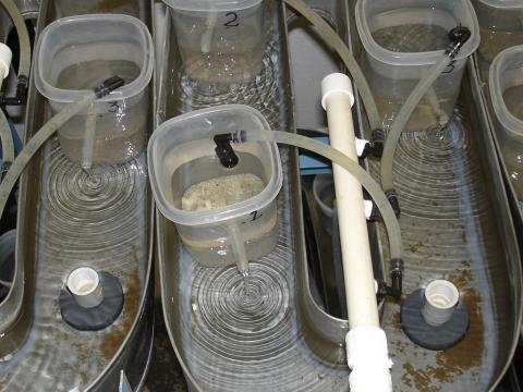 Flow-through system for cups which contain Tubifex worms.
