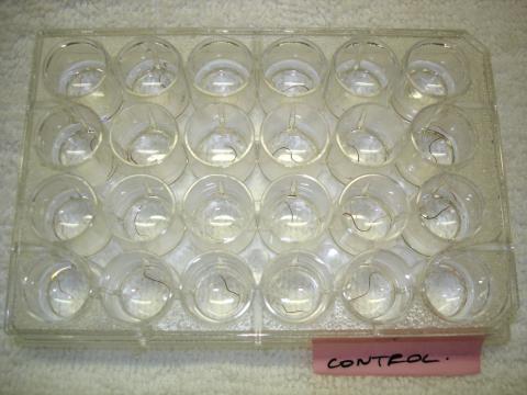 Tubifex worms in a cell-well plate.