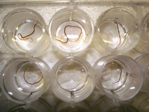 Tubifex worms in a cell-well plate.