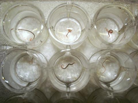 Tubifex worms in a cell-well plate.