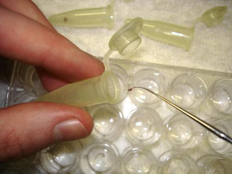 Tubifex worm being placed into tube for M. cerebralis assay.