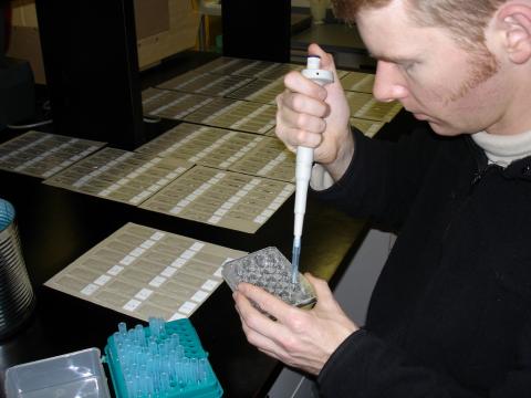 Pipeting waterborne actinospores onto glass slides.