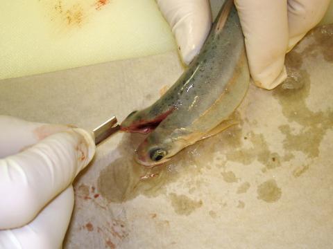 Rainbow trout being sectioned for M. cerebralis detection.