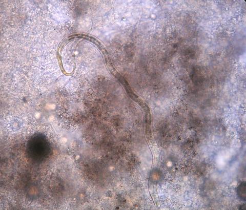 Free-living nematode worm.