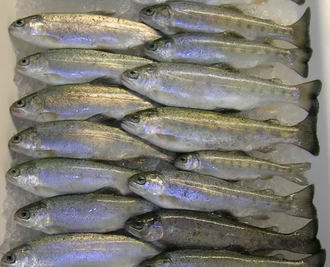 Healthy sub-adult rainbow trout.