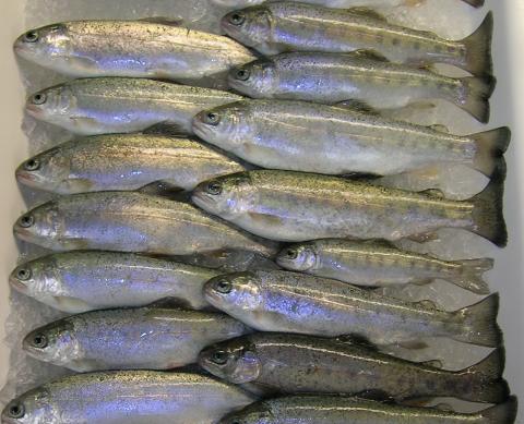 Healthy sub-adult rainbow trout.