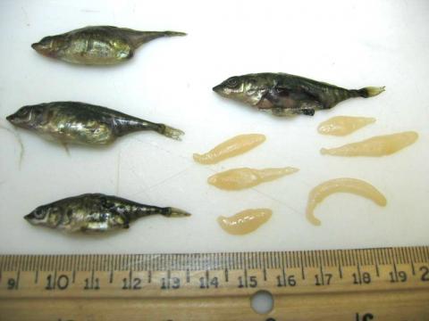 Several adult threespine sticklebacks with the Schistocephalus flukes that have been dissected out of them.