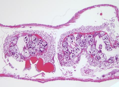 Pansporocysts of M. cerebralis actinospores developing in gut wall of worm host.