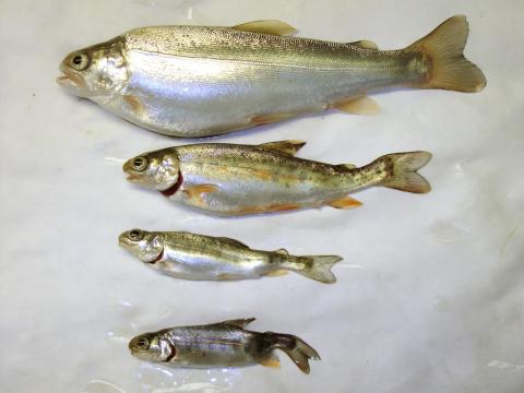 Healthy rainbow trout (top) compared with those infected with M. cerebralis.