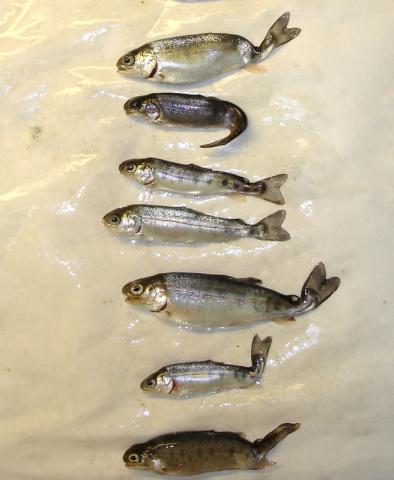 Rainbow trout infected with M. cerebralis.