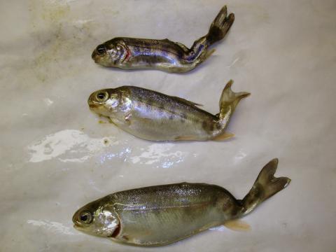 Rainbow trout infected with M. cerebralis.