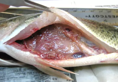 Visceral adhesions due to Proteocephalus ambloplitis.