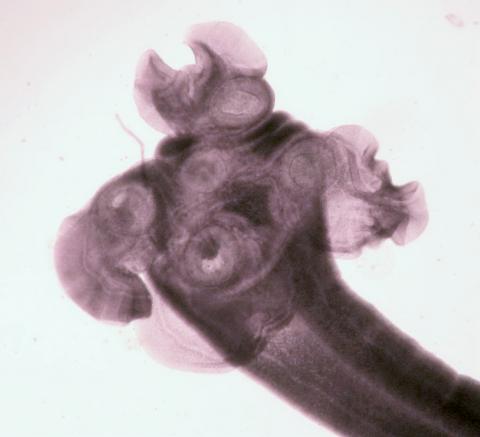 Anterior (head) end of adult Phyllobothrium sp. cestode.