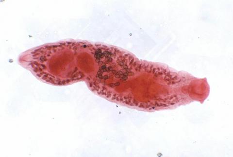 Adult Crepidostomum fluke.