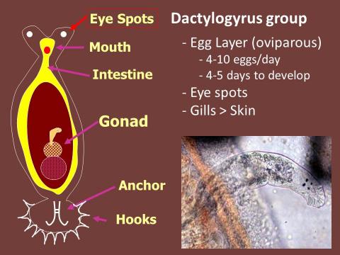 Information slide for Dactylogyrus.