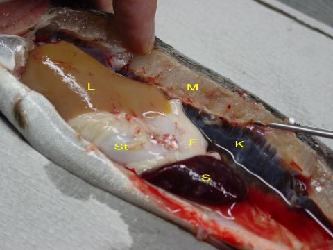 Swollen kidney (K) in PKD fish