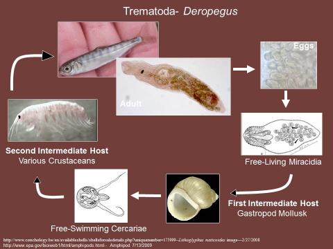 Life cycle of the trematode Deropegus sp.
